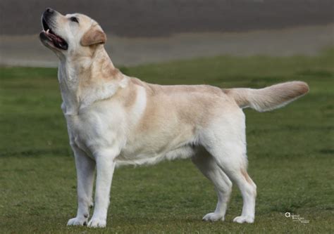 burberry labradors|Burberry Rumours Abound Labrador Retriever .